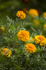 french marigolds in the garden