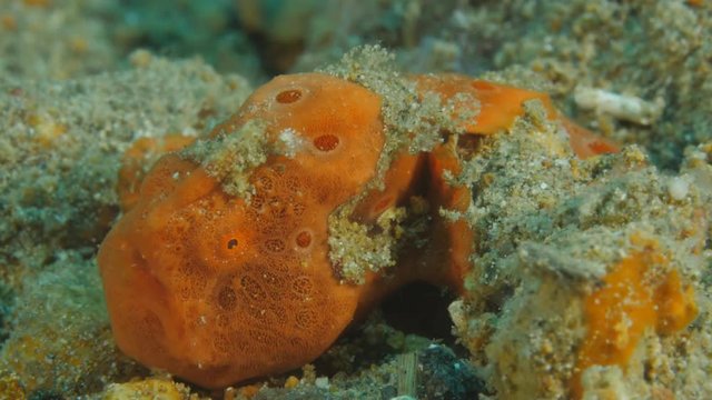 Small orange frogfish