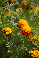 french marigolds in the garden
