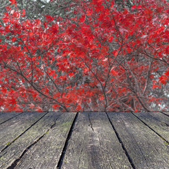 Naklejka na ściany i meble Red leaves tree autumn forest background season nature with wooden terrace