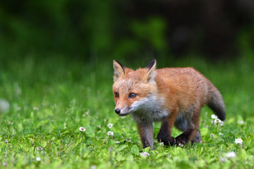 キタキツネの子供