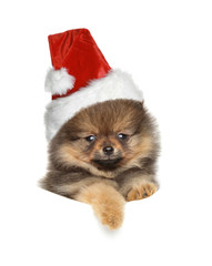 Cute puppy in Santa Red hat on white