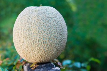 Cantaloupe melon fresh fruit