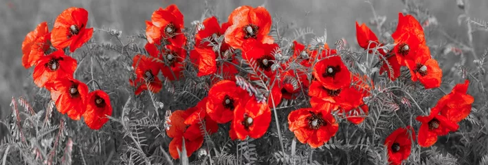 Deurstickers panorama with field poppies © Mike Mareen