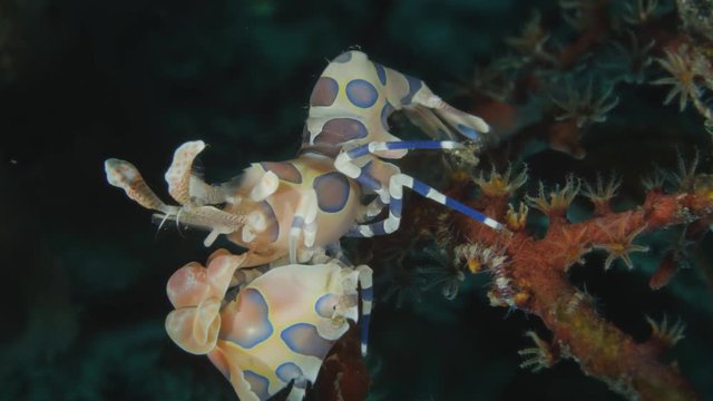 Harlequin shrimp - Hymenocera picta