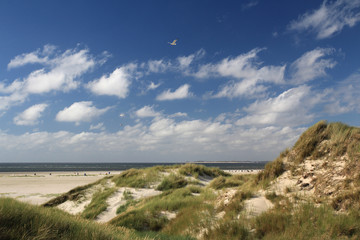 wilde gr&uuml;ne D&uuml;nenlandschaft vor Strand am Nordstrand von Amrum mit M&ouml;we an Himmel mit Sylt im Hintergrund.Where: Norden von Amrum, Nordseeseite.When: 03.08.2013 