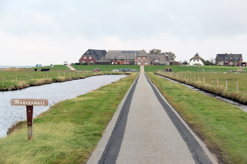 Blick auf die Mayenswarf.Where: Hallig Langene&szlig;.When: 24.9.2011.