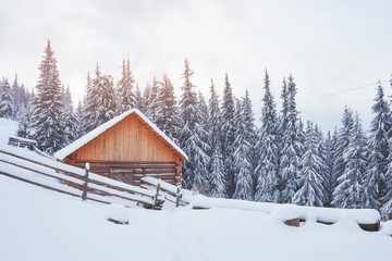 Cozy wooden hut high in the snowy mountains. Great pine trees on the background. Abandoned kolyba shepherd. Cloudy day. Carpathian mountains, Ukraine, Europe