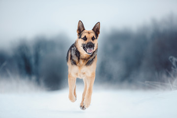 East European Shepherd at snowing winter