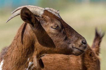 Brown goat