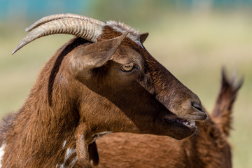 Brown goat