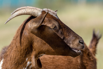 Fototapeta premium Brown goat
