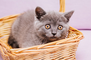cute gray kitten in a wicker basket
