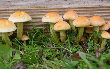Hypholoma Fasiculare Fungi