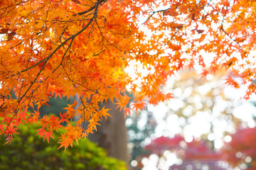 Maple leaves change color in Japan autumn.