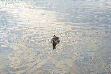 Duck swimming in the autumn swamp.