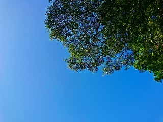 Beautiful green leaves and blue sky background