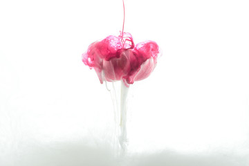 close up view of pink flower and paint splash isolated on white