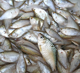 freshwater fish, Little fish background