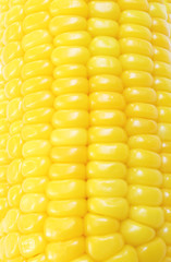 Vertical Corn on background