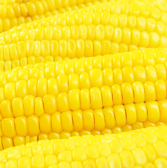 Horizontal Corns on background,closeup