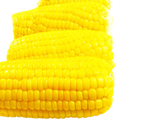 Horizontal Corns on white background,closeup