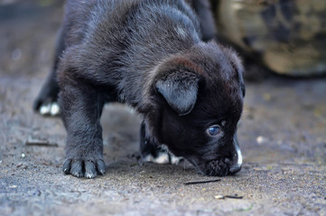 little black homeless puppy on the street