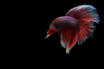 Capture the moving moment of siamese fighting fish isolated on black background