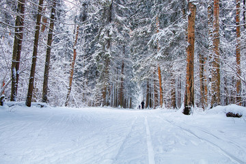 Fototapeta premium Skiers in the winter forest