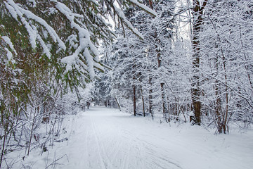 Winter in the Russian forest.