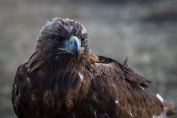 Mongolian Golden Eagle, close-up.