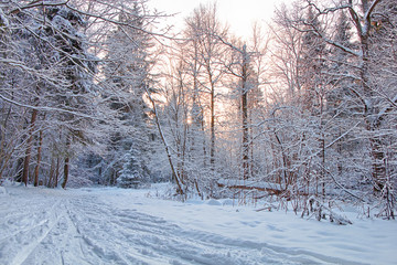 Winter in the Russian forest.