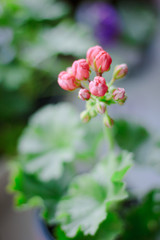 Pink geranium aka pelargonium at window as home plant.