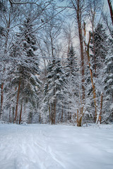 Winter in the Russian forest.