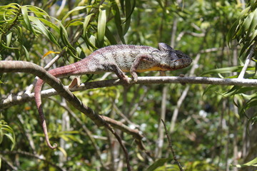 Chamäleon in Madagaskar