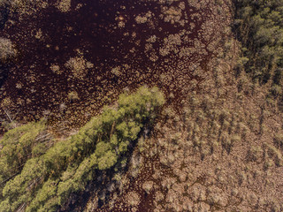 Aerial view over Cepkeliai marsh the largest swamp in Lithuania, in the territory of Dzukija National Park. During sunny day in early summer.