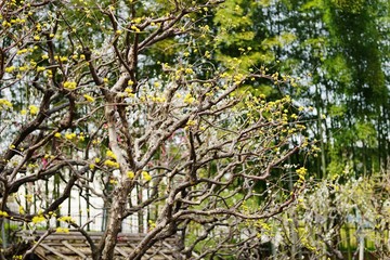 サンシュユの花