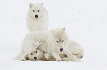 Naklejka premium Arctic wolves (Canis lupus arctos) isolated on a white background playing in the winter snow Canada