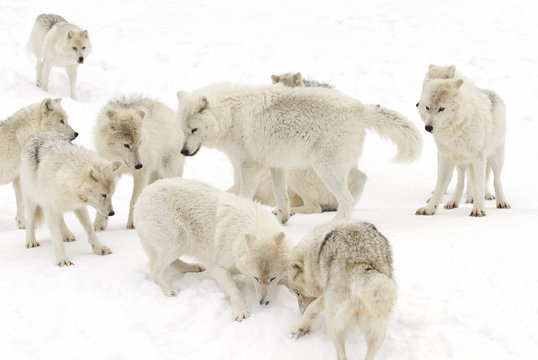 Arctic wolves (Canis lupus arctos) isolated on a white background playing in the winter snow Canada
