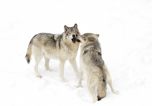 Timber wolves or Grey Wolf (Canis lupus) isolated on a white background playing in the winter snow in Canada