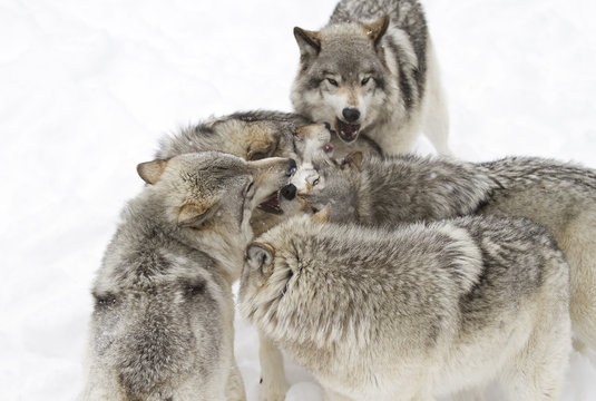 Timber wolves or Grey Wolf (Canis lupus) pack isolated on a white background playing in the winter snow in Canada