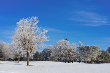 Snow covered trees in a North American parkland.