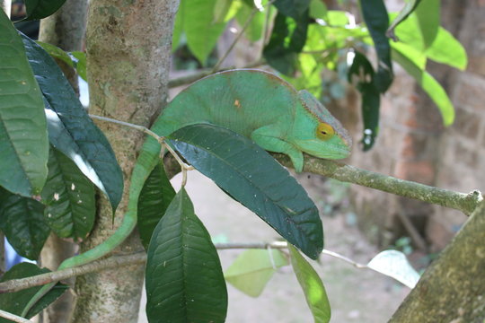 Cham&auml;leon in Madagaskar