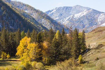View of autumn forest in the Altai mountains, Russia.