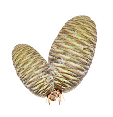 Two green fresh and young pinecone from autumn tree branch isolated