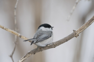 Bird Nuthatch sits on a branch