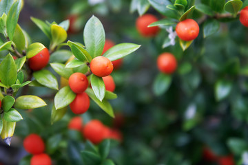 Chainfruit (Alyxia ruscifolia), also known as prickly alyxia. Copy space