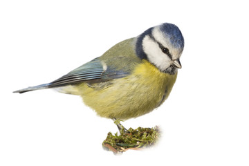isolate Eurasian blue tit (Cyanistes caeruleus)