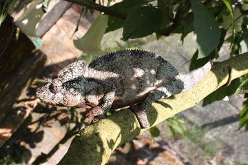 Chamäleon in Madagaskar
