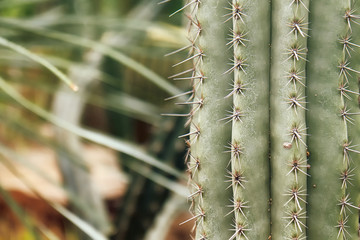 Closeup shot of Pachycereus fulviceps, a species cactus. Copy space